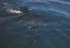 Shark at Santa Rosa Isl